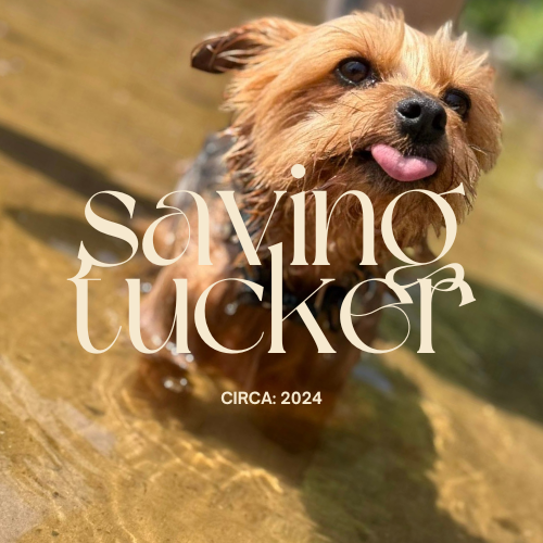 SAVING TUCKER // Purpose Mission Fragrance Oil